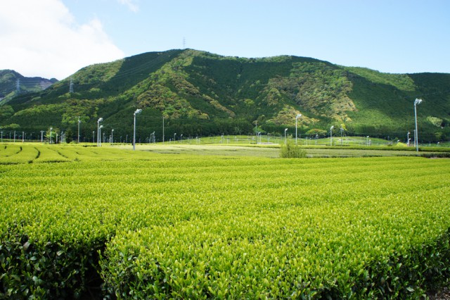 伊勢茶01 伊勢茶01