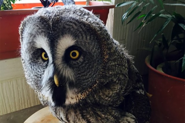 フクロウのコピー