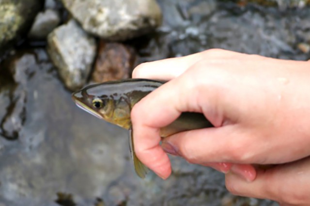 %e9%ae%8e%e3%81%a4%e3%81%8b%e3%81%bf%e5%8f%96%e3%82%8a