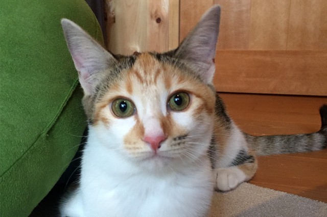 img_4861-2%e3%81%ae%e3%82%b3%e3%83%92%e3%82%9a%e3%83%bc