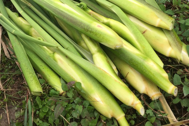 img_5021%e3%81%ae%e3%82%b3%e3%83%92%e3%82%9a%e3%83%bc