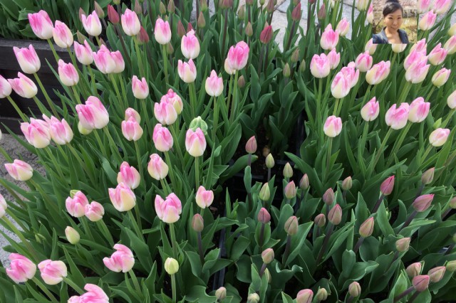 %e3%83%81%e3%83%a5%e3%83%bc%e3%83%aa%e3%83%83%e3%83%95%e3%82%9a