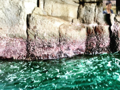 三重県にも青の洞窟があるって知ってた⁉️