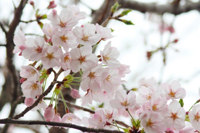 キャッチアップ